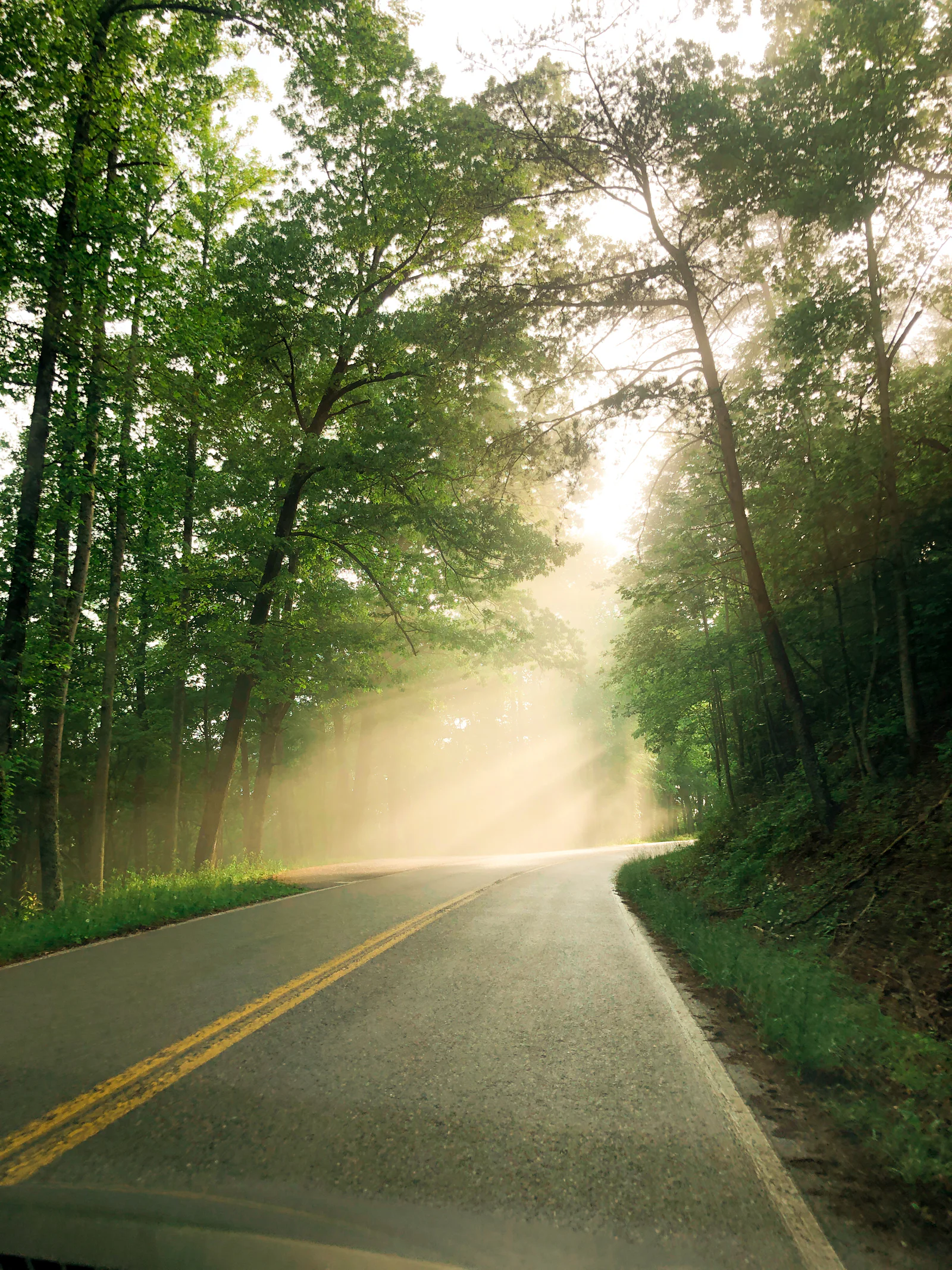 A quiet, tree-lined road bathed in morning light, viewed from the road ahead